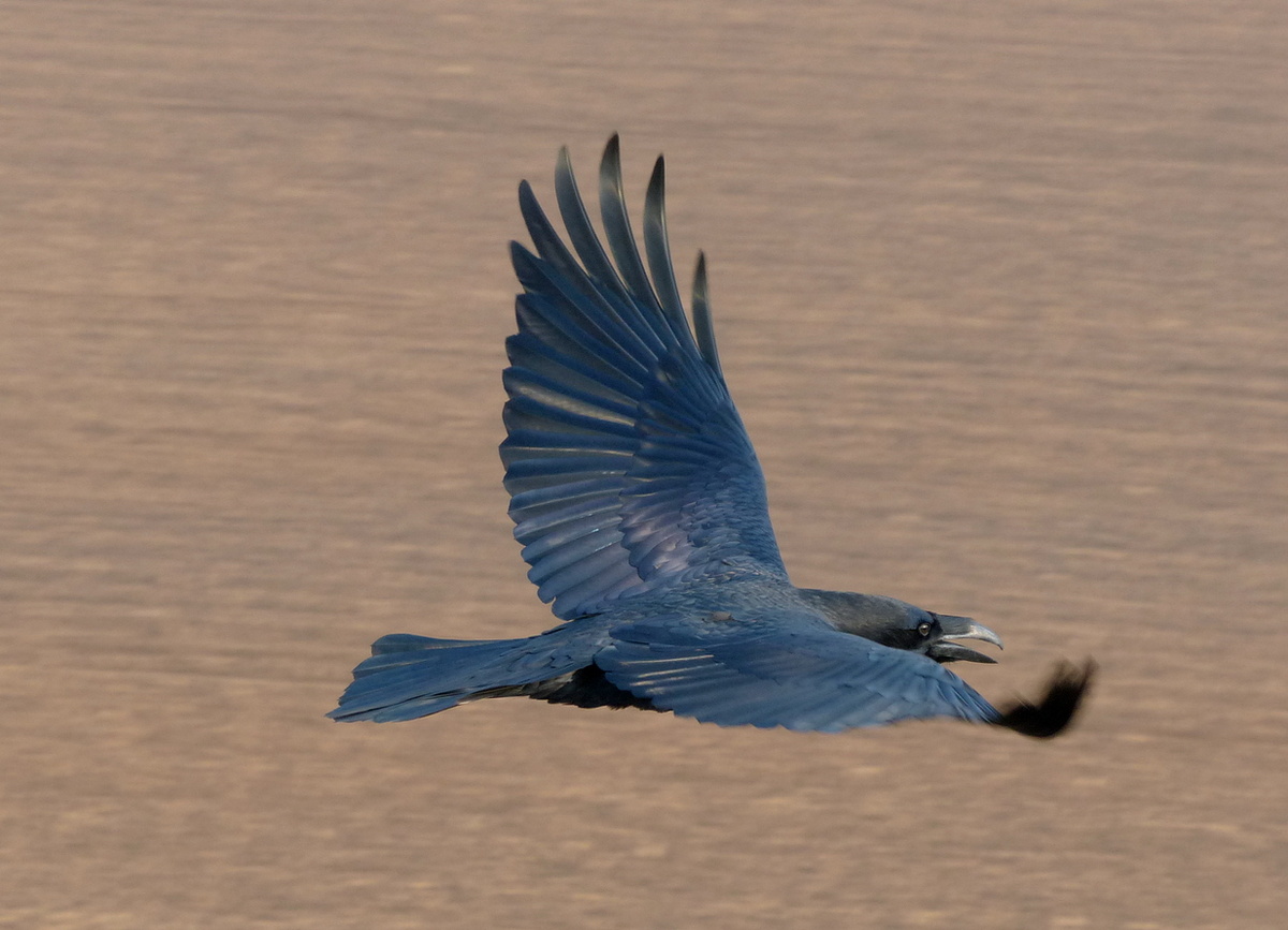 Если посмотреть на ворона снизу, то он выглядит совершенно черным. Однако перья взрослых птиц кажутся блестящими и нередко верхняя часть тела способна отражать как солнечный цвет, так и цвет неба.