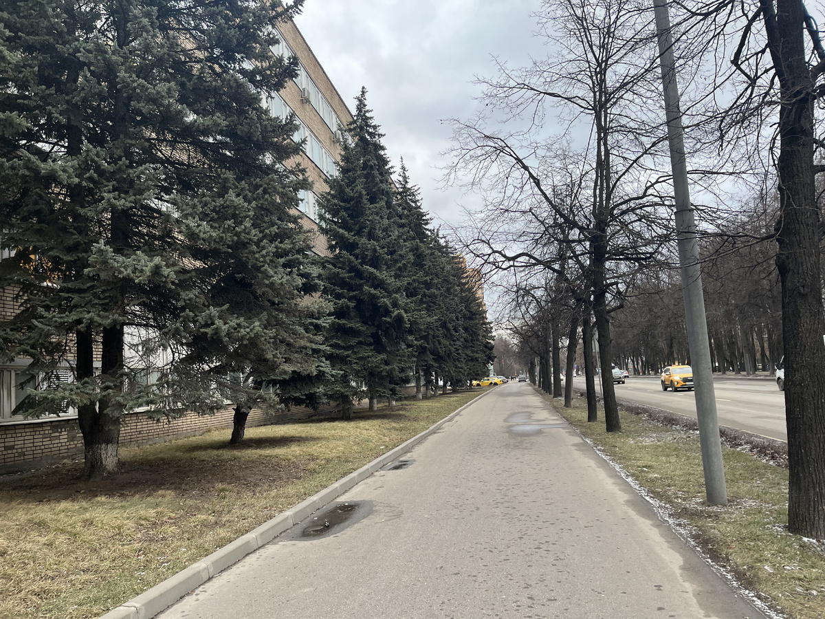 красивая хвойная аллея. жаль, но скорее всего их придётся вырубить - слишком уж близко они к сносимым корпусам