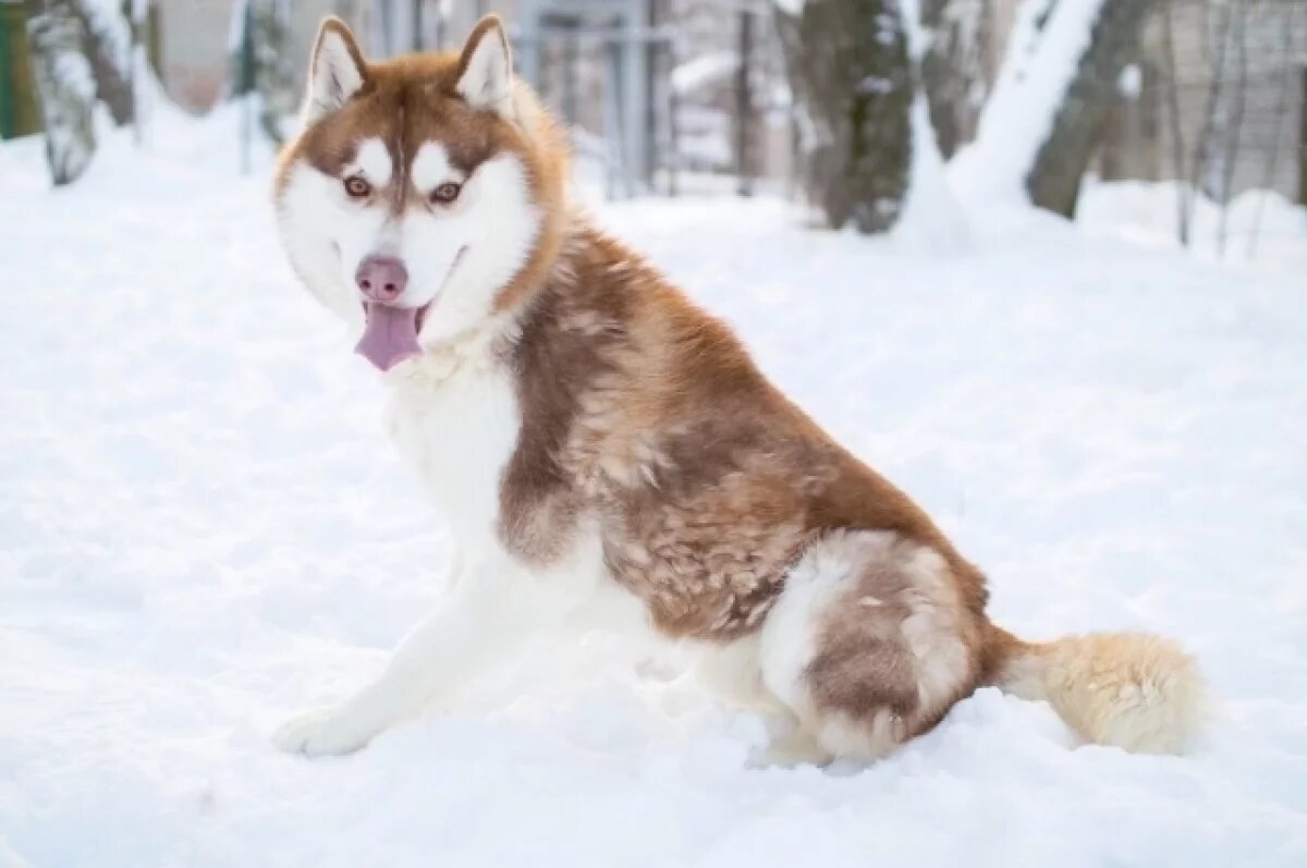    Дом для хаски.