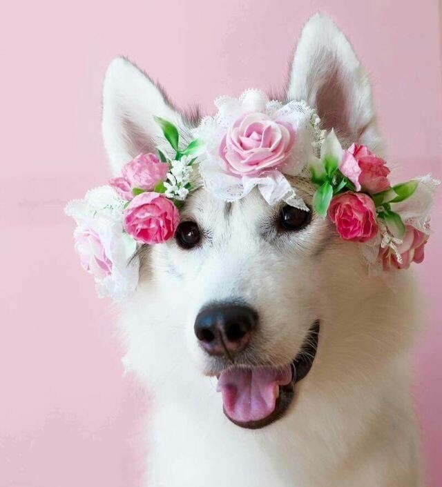 источник фото: https://i.pinimg.com/736x/e8/c3/79/e8c379499a0431086fd0d8f12aef9a3e.jpg