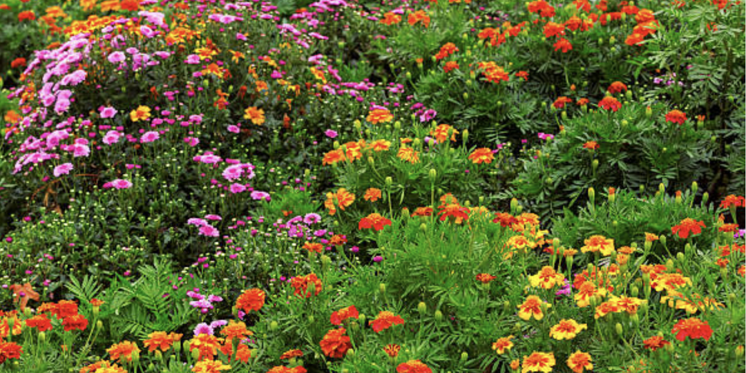 Ленивая клумба. Однолетники, которые можно сеять в открытый грунт.
