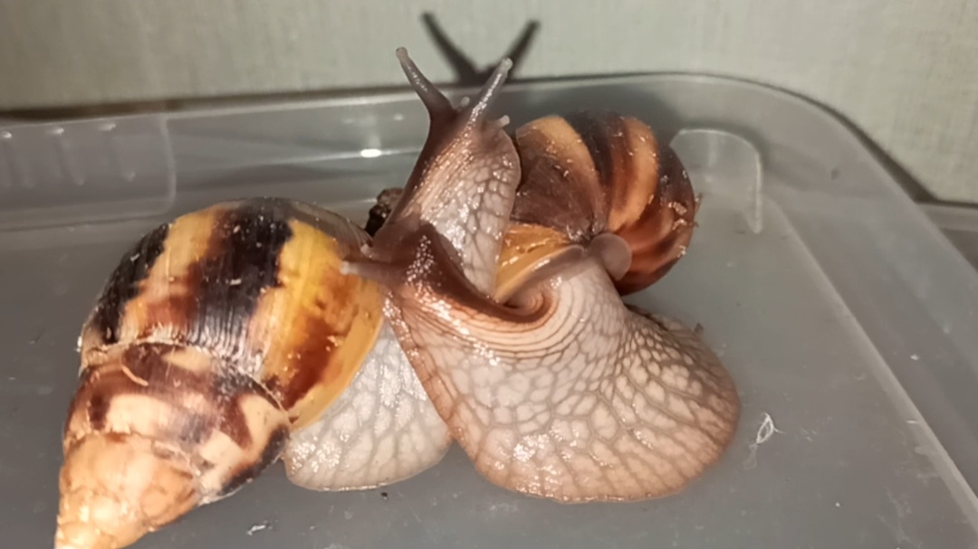 Симпотяжки