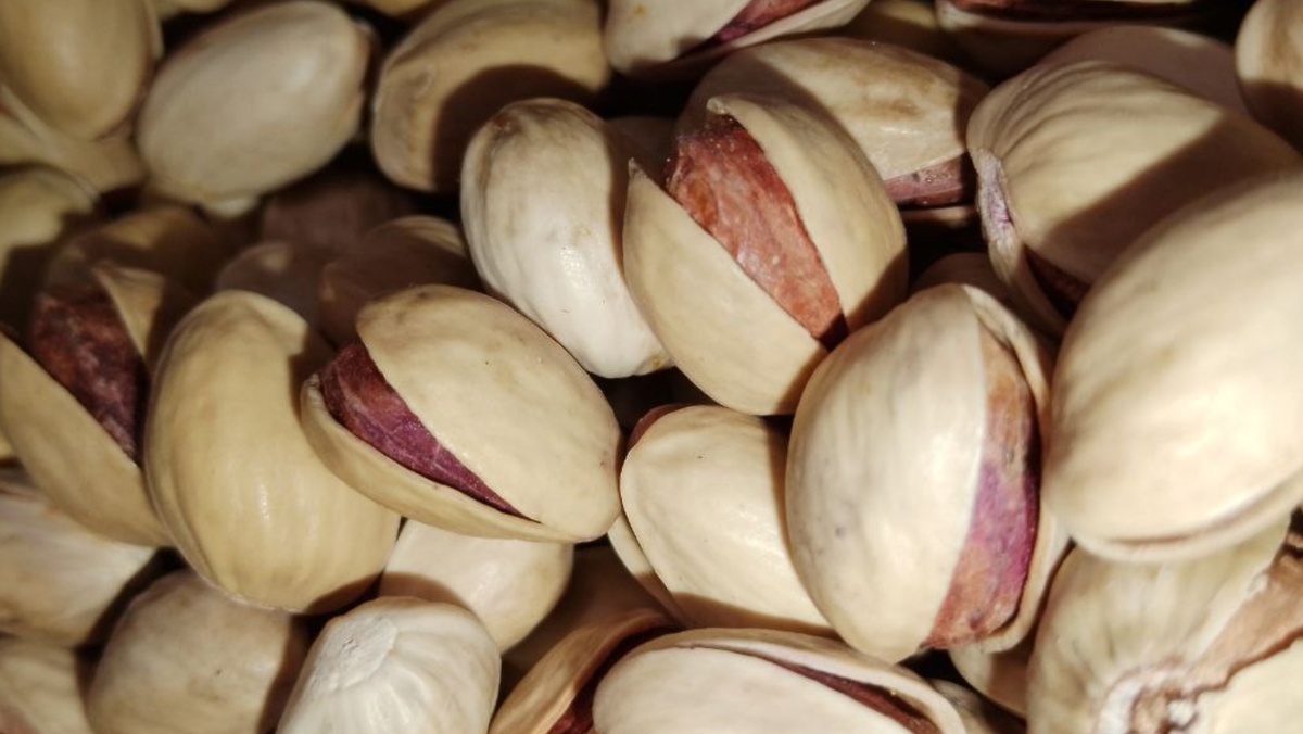 Фисташка Кале-Гучи: интенсивное садоводство и перспективы плантаций для России | Small Gardens