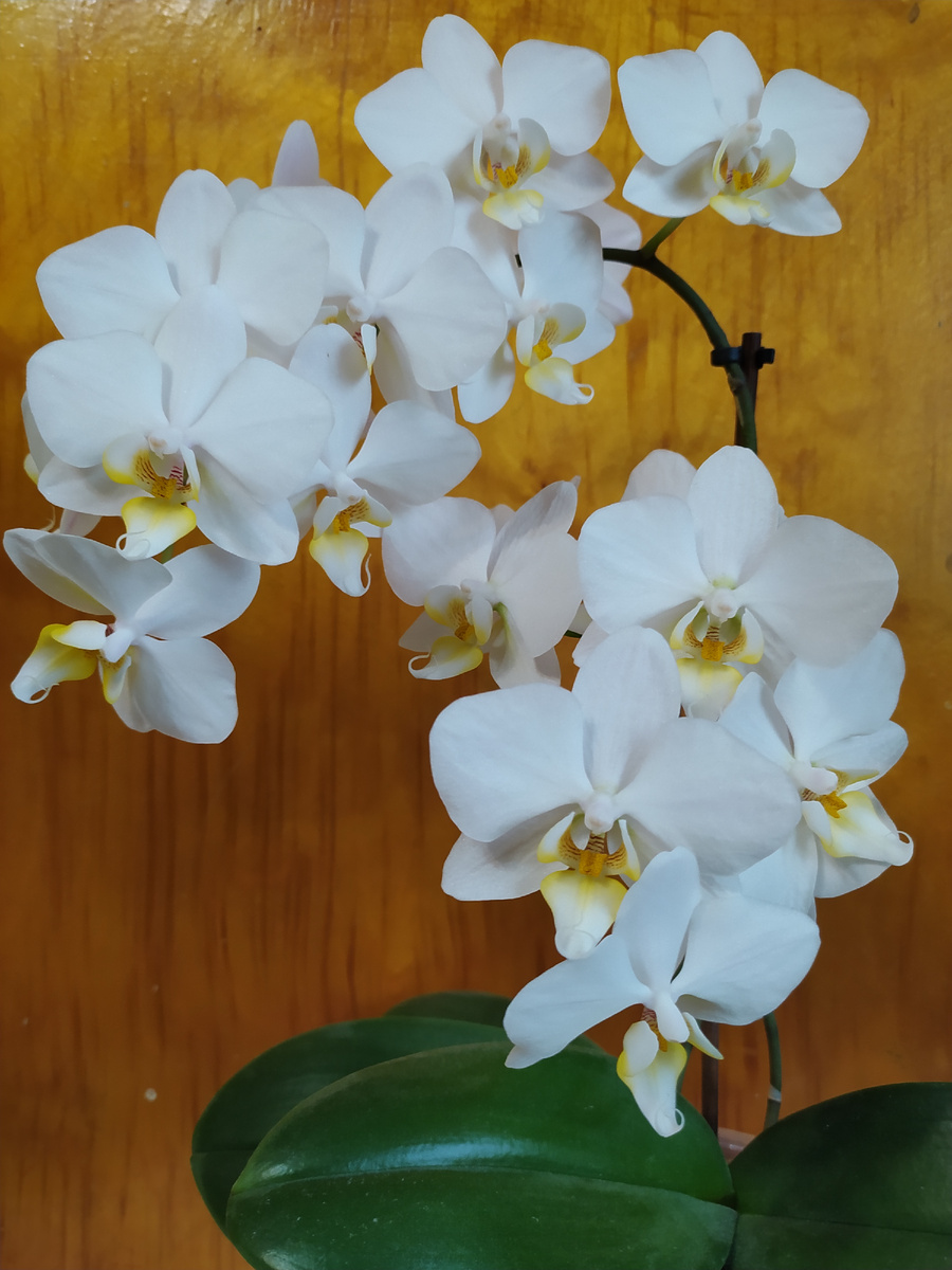 Фото автора. Белая орхидея 