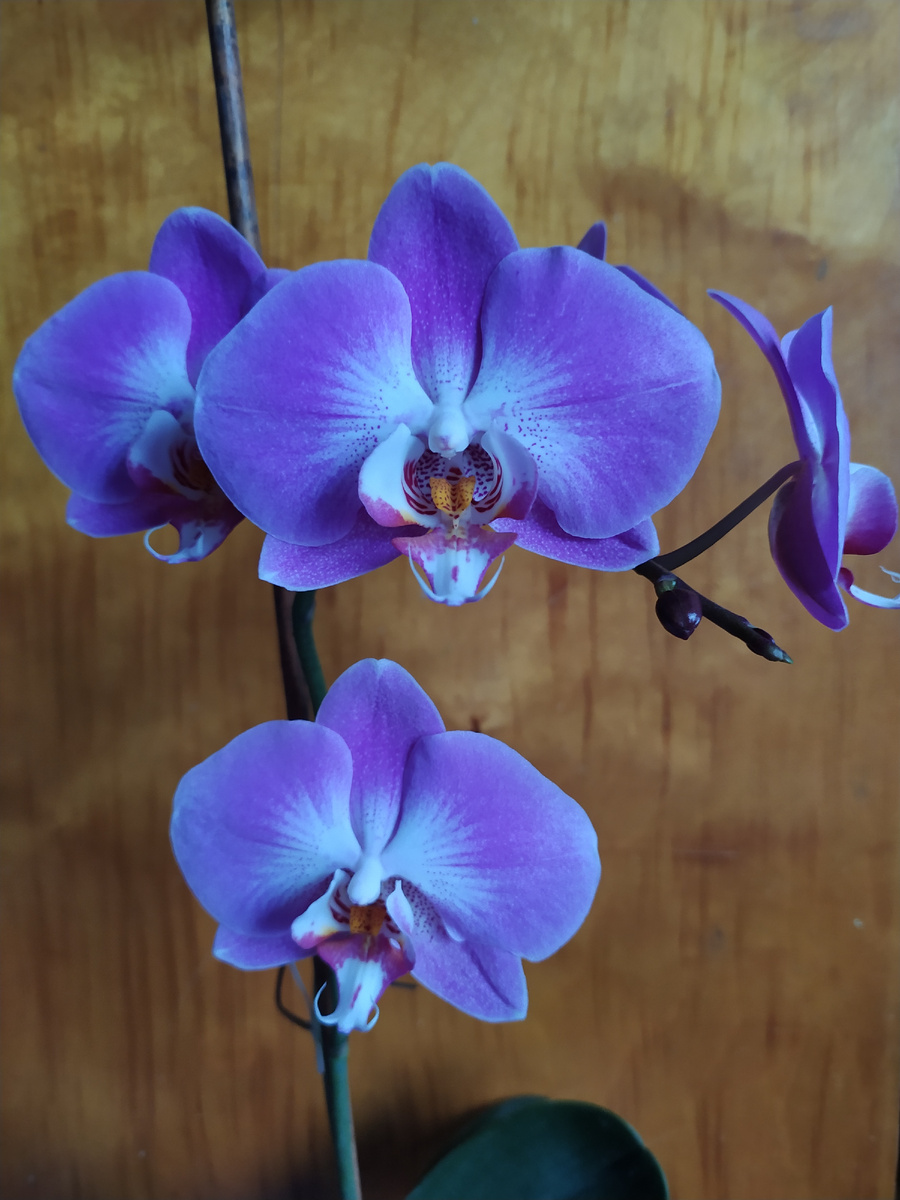 Фото автора. Цвет почему-то неверно передан. На самом деле цветки не синие, а сиреневые