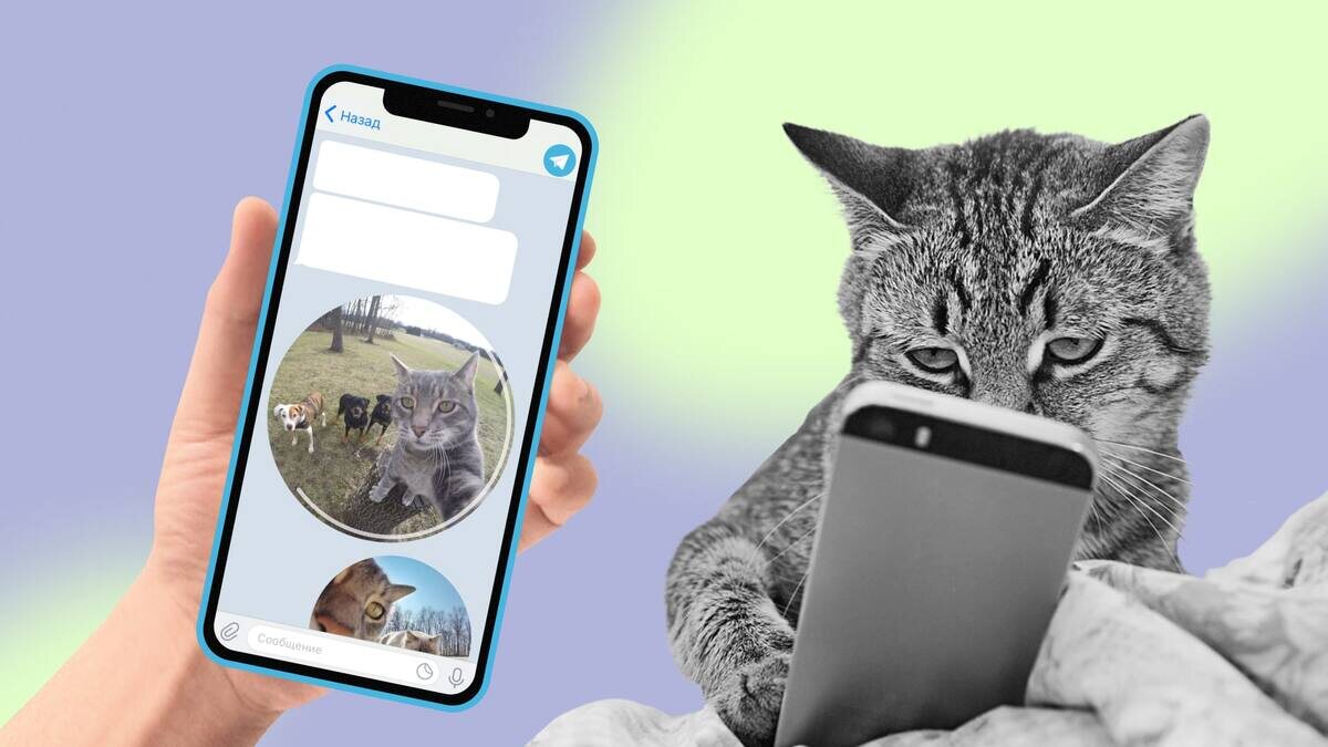 Как сделать кружок из видео в Телеграм: простой способ с помощью бота