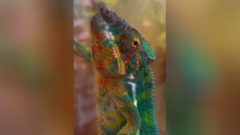    Фото: пресс-служба Ленинградского зоопарка