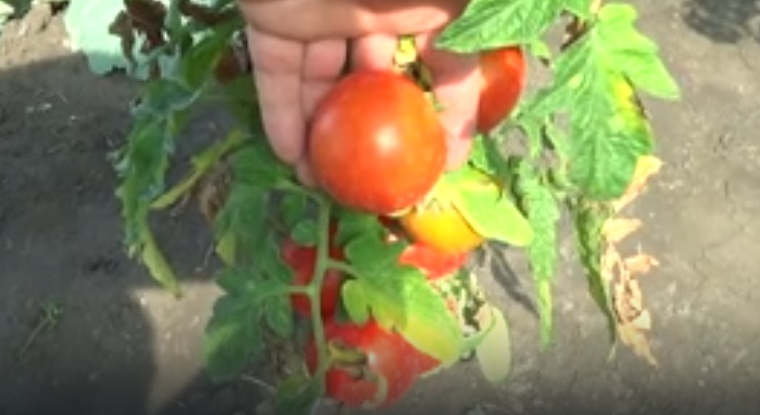 Томат Астраханский скороспелый