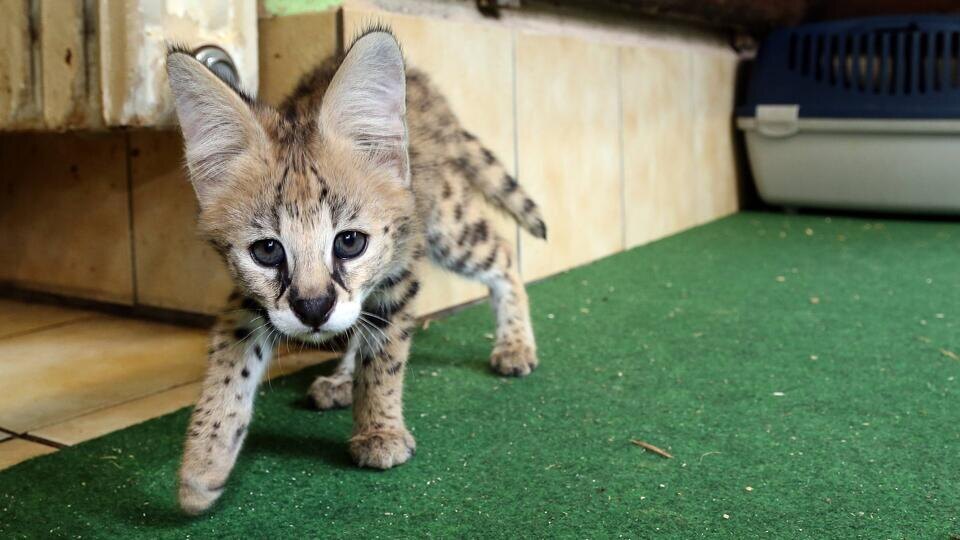     Котенок футболиста сборной РФ стоимостью 1 млн руб. умер на приеме в ветклинике Global Look Press/Andreas Gora/imago stock&people