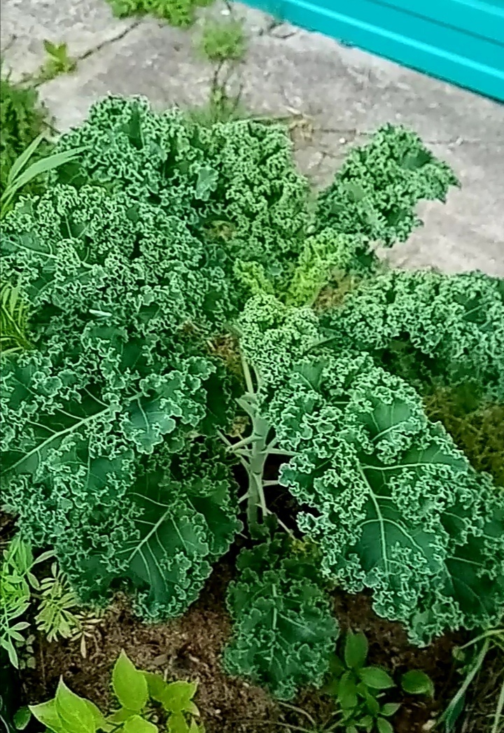 красавица декоративная капуста в моем саду. Фото автора. 