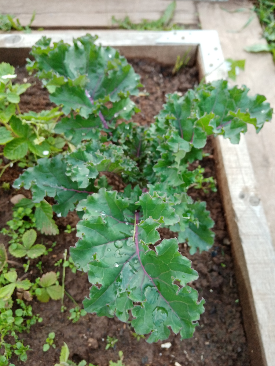 капуста кудрявая(кёйл) в июне. Фото автора. 