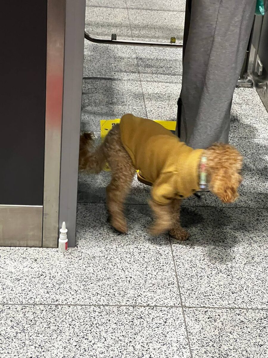 Баддик проходит границу