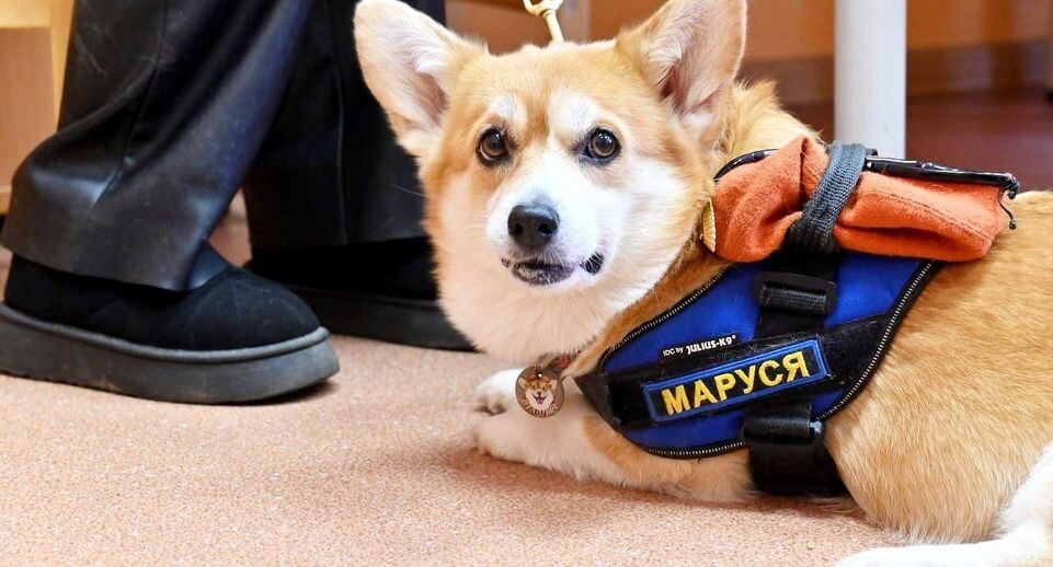    Губернатор Рязанской области Павел Малков