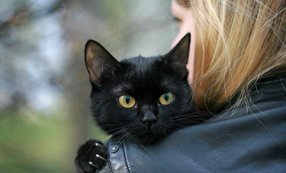 Самая счастливая кошка на свете