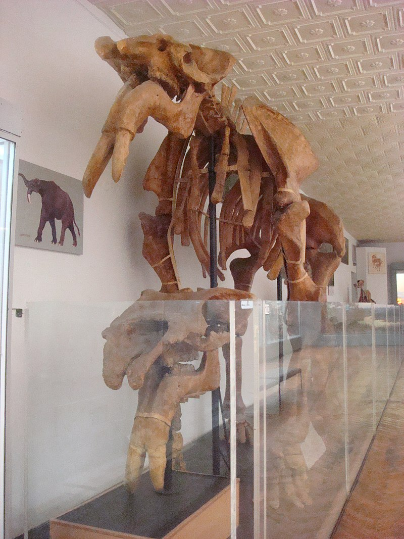 Скелет динотерия в Национальном научно-природоведческом музее НАН Украины