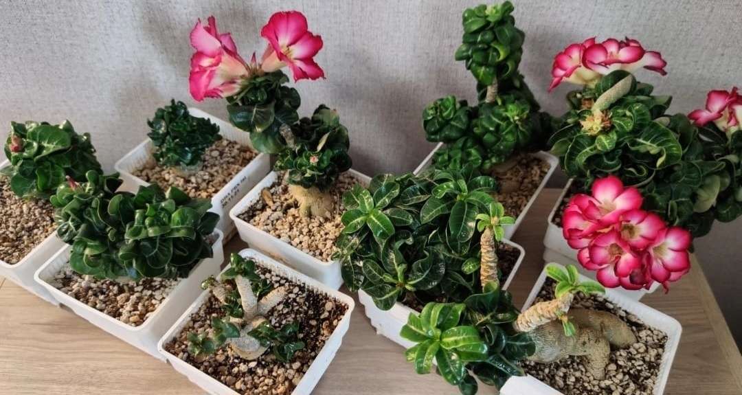 Адениумы DHA кучерявое стадо на нашем подоконнике. Фото из личного архива.