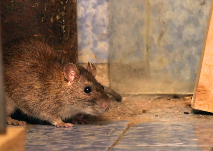 Otkuda berutsya myshi v mnogokvartirnom dome