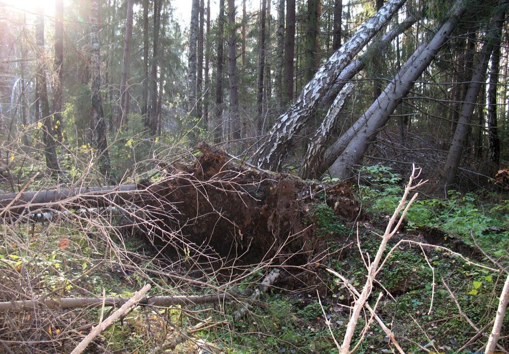 Упавшие деревья в тайге