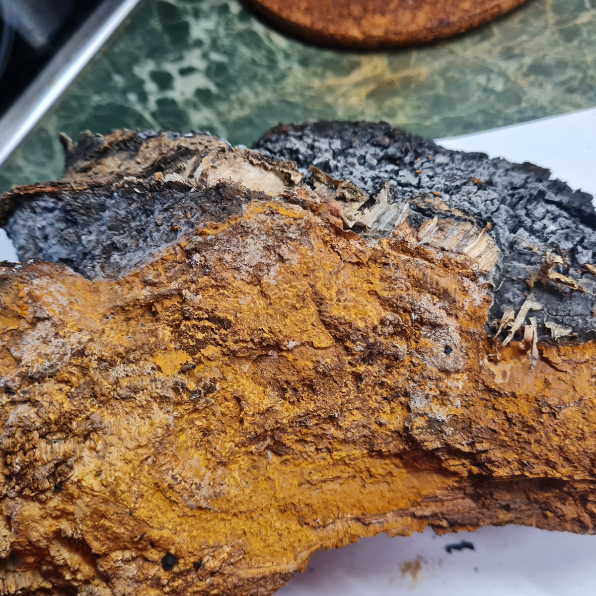 Внутренняя часть гриба. Фото автора