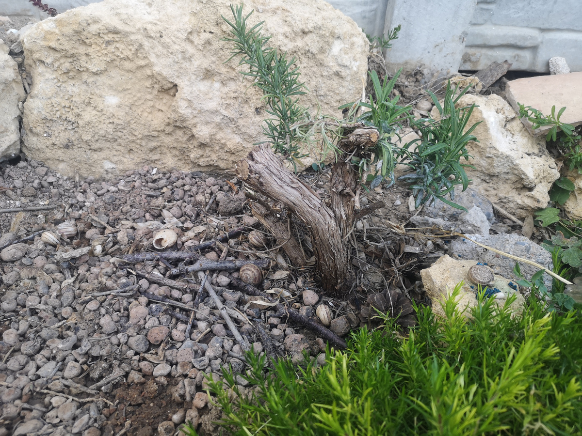 Май 2024 года. Растёт в компании с розами, шиловидный флоксом и клевером