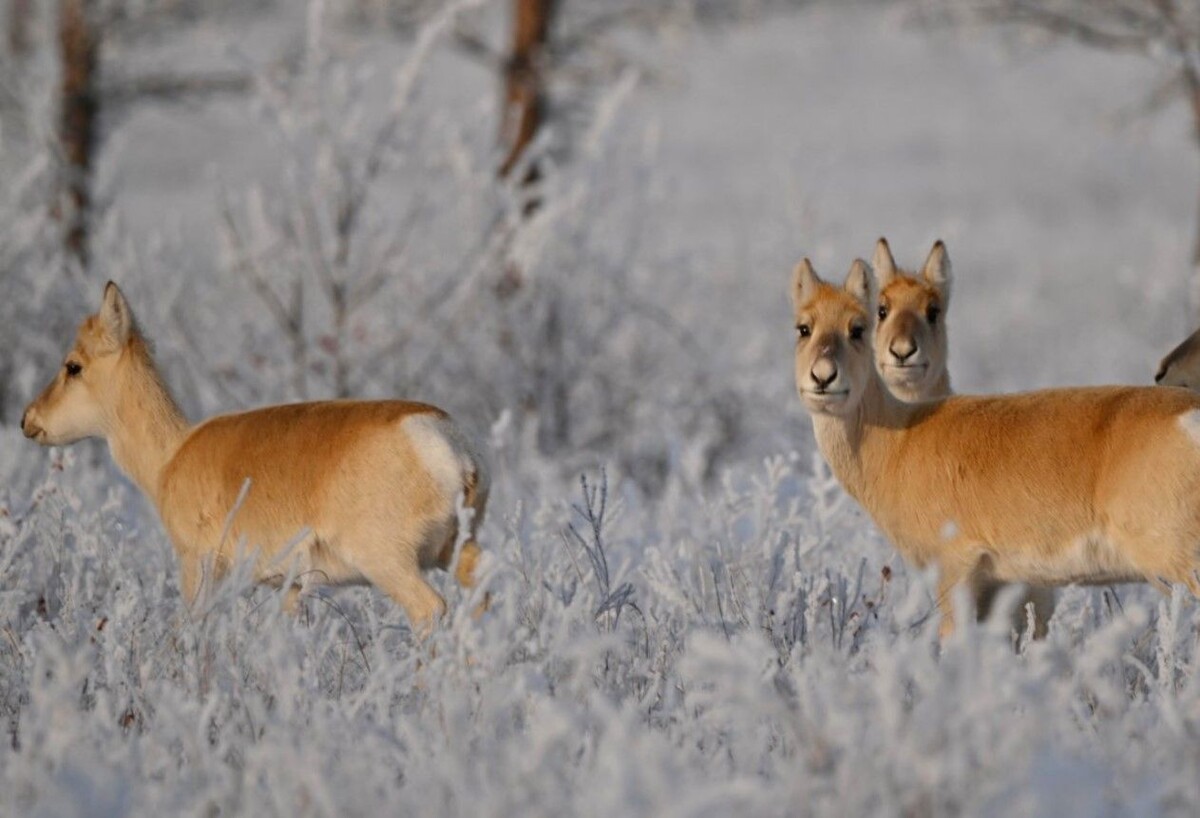     / Источник: © nature. kremlin.ru