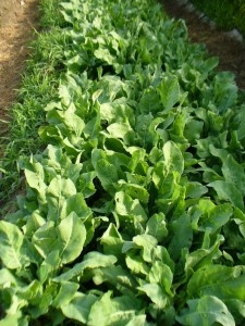 Вайда на грядке