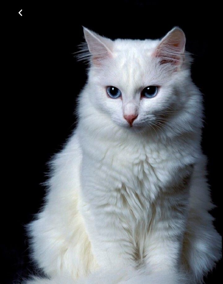 Источник: Яндекс.