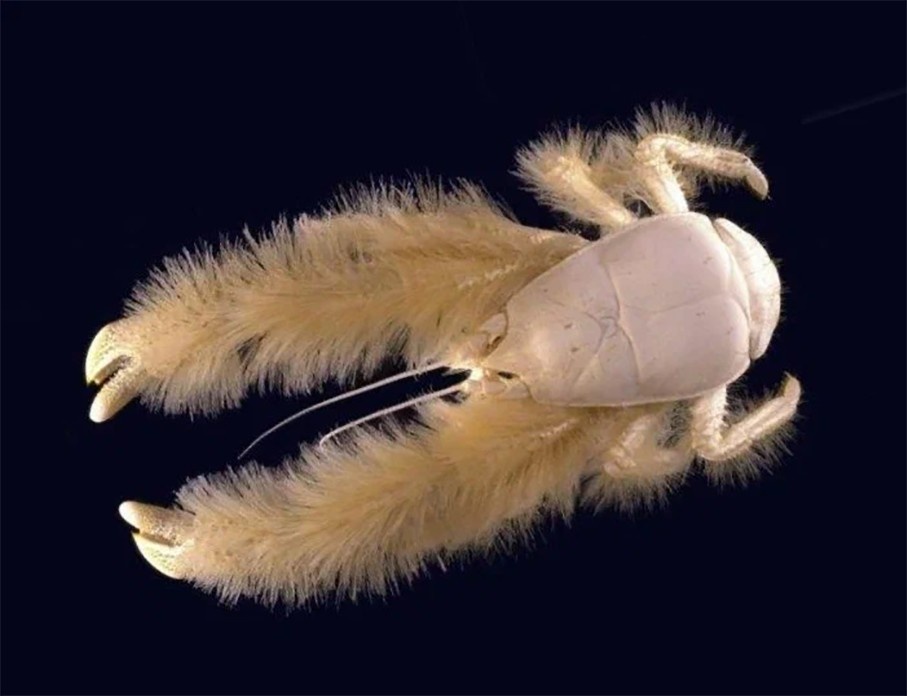 Краб Йети. Фото взято из открытого источника. 