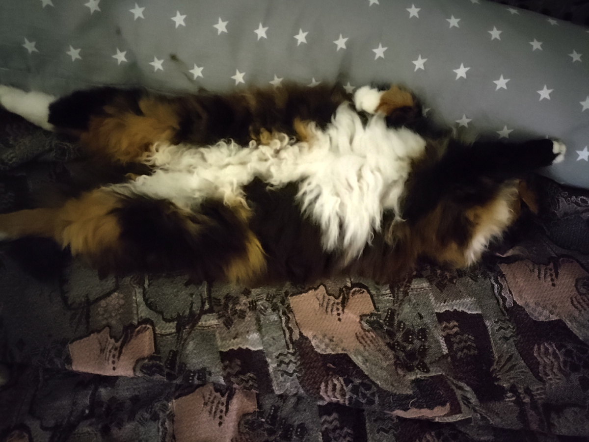 Пока я кино смотрела, Муха мне кроватку грела ))