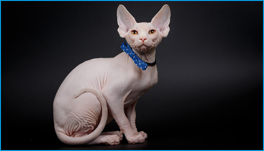 Источник: Яндекс.