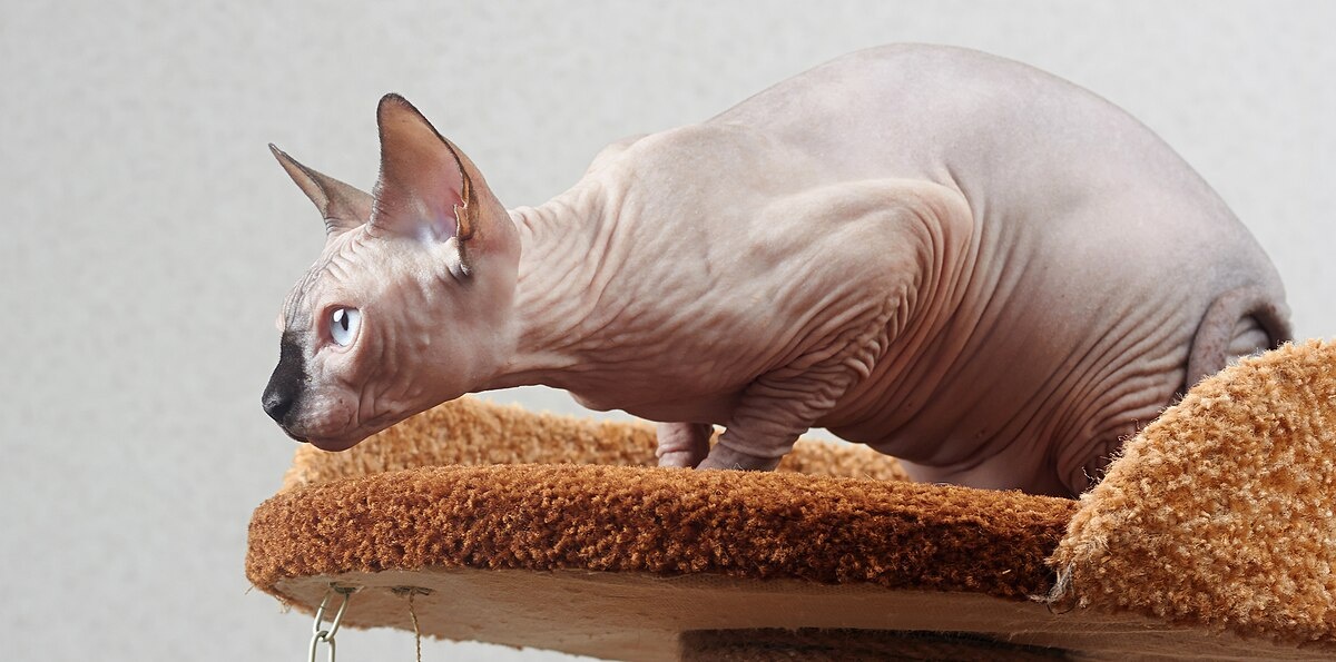 Источник: Яндекс.