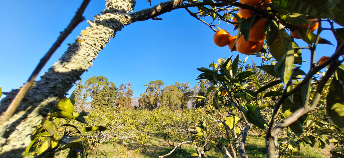 На участке Чичико Мархолия.