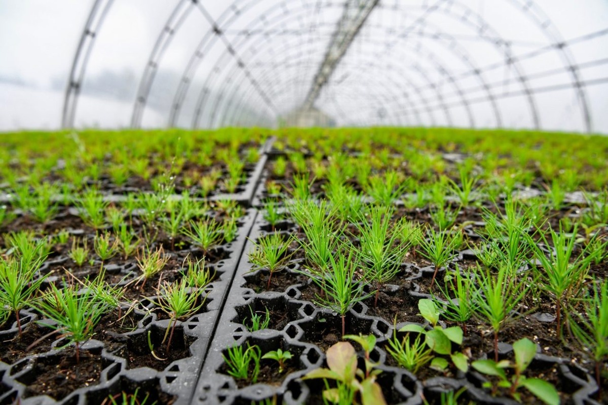    Питомник в Лахденпохье. Фото: "Республика" / Сергей Юдин