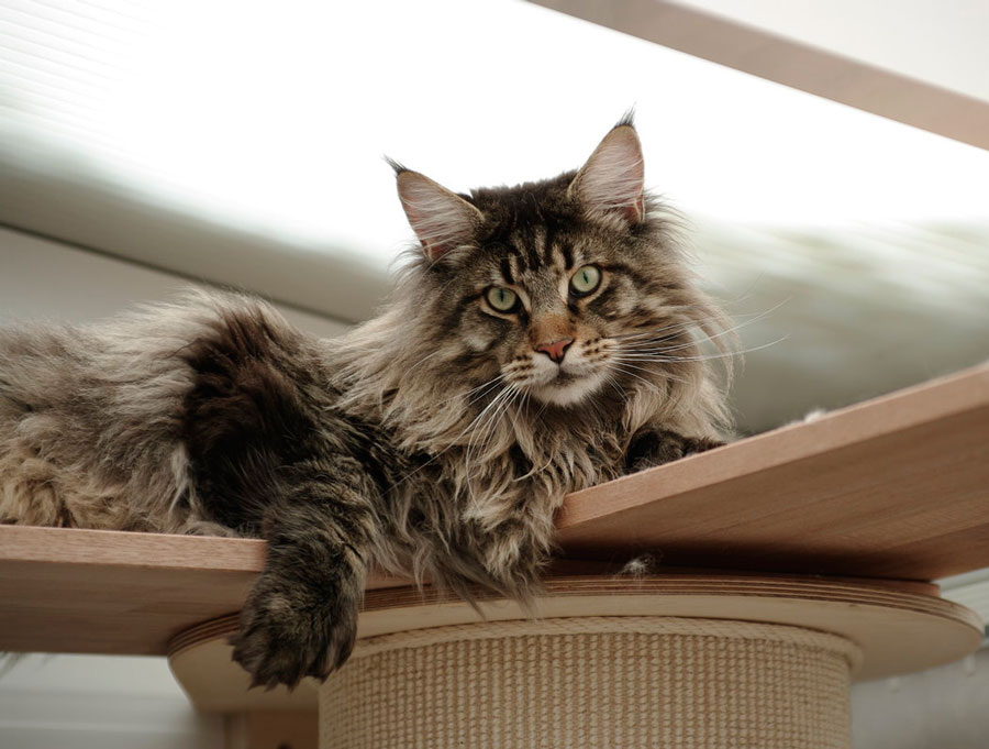 Источник: Яндекс