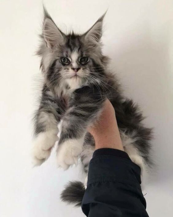 Источник: Яндекс