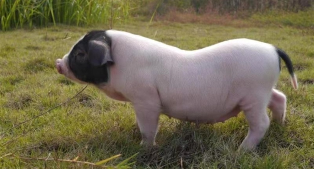 В Китае клонировали свиней 4000-летней породы