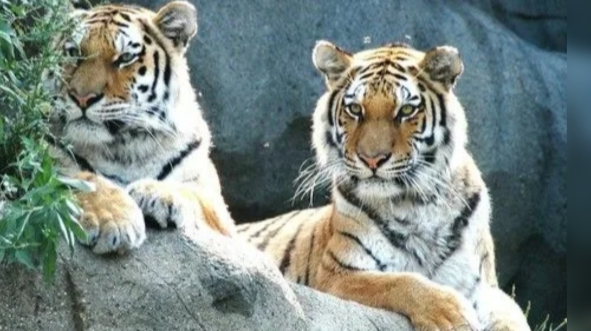 Высматривают добычу 