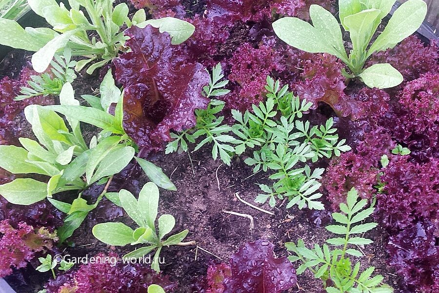 Салат, бархатцы, калелендула. Фото автора.