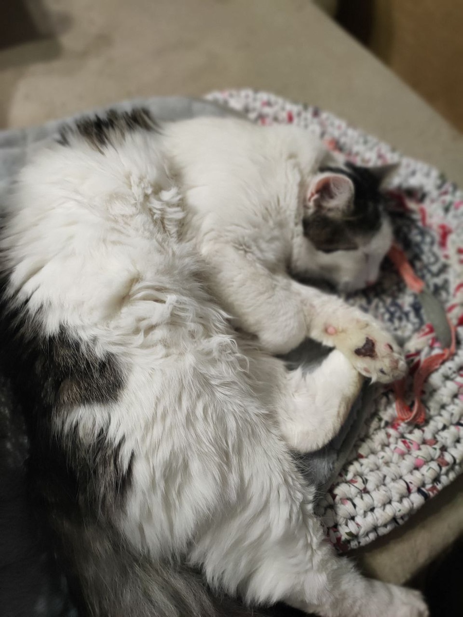 Застать Сильвестра не в движении не так-то просто. бОльшая часть фото  - постановочные)))