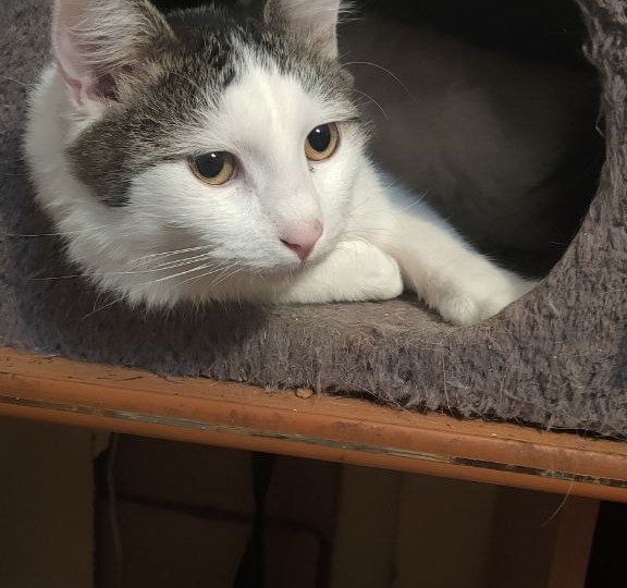 Мы так долго не писали про этого котика. Причины две. Одна – забавная, вторая – серьёзная