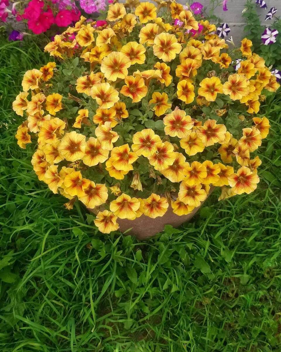 Вегетативная петхоа в нашем саду, великолепная.. Нет никаких нареканий к ней 