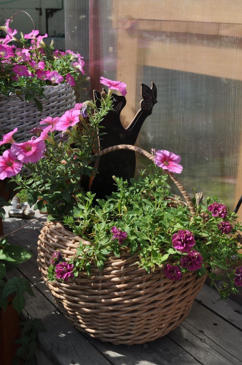 Вегетативная махровая тумбелина у меня вообще не получилась, хоть и черенковалась очень хорошо 