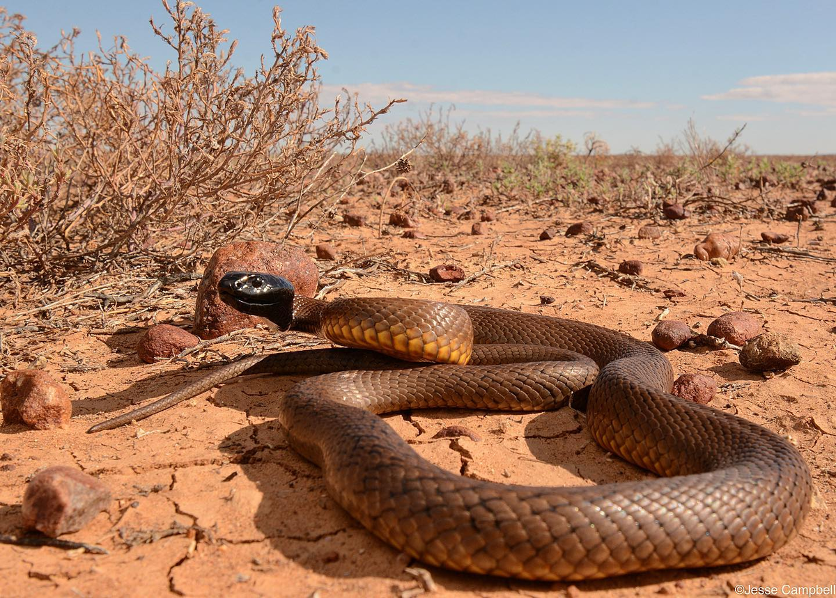 Тот самый мТапан (Яндекс картинки)