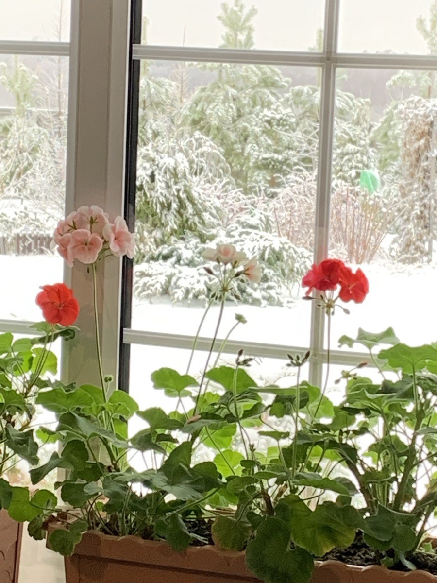 Мои зимующие пеларгонии