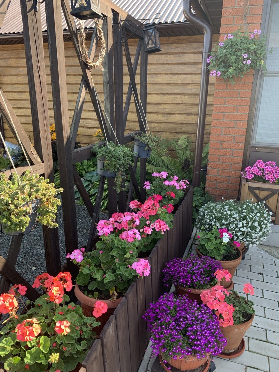 Зональные пеларгонии у входа в дом