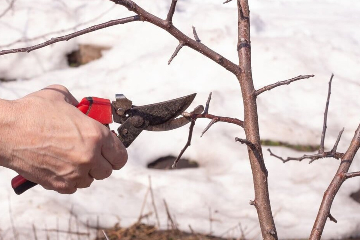 Изображение: Яндекс Картинки
