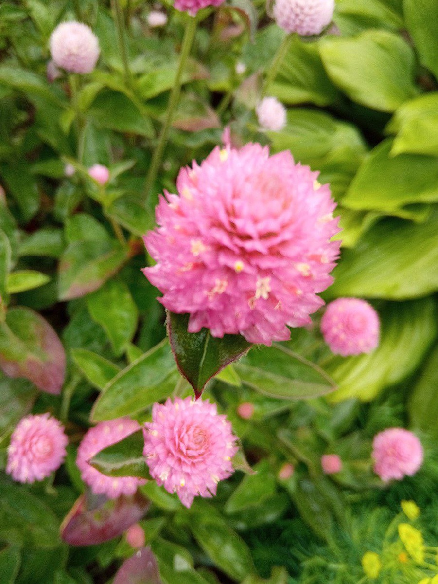 Гомфрена шаровидная. Фото автора.