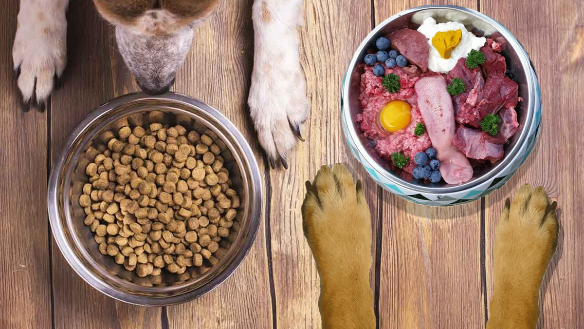 Что подходит вашему питомцу?