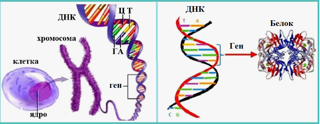 Аденин (А), гуанин (Г), цитозин (Ц) и тимин (Т) являются образующими элементами ДНК