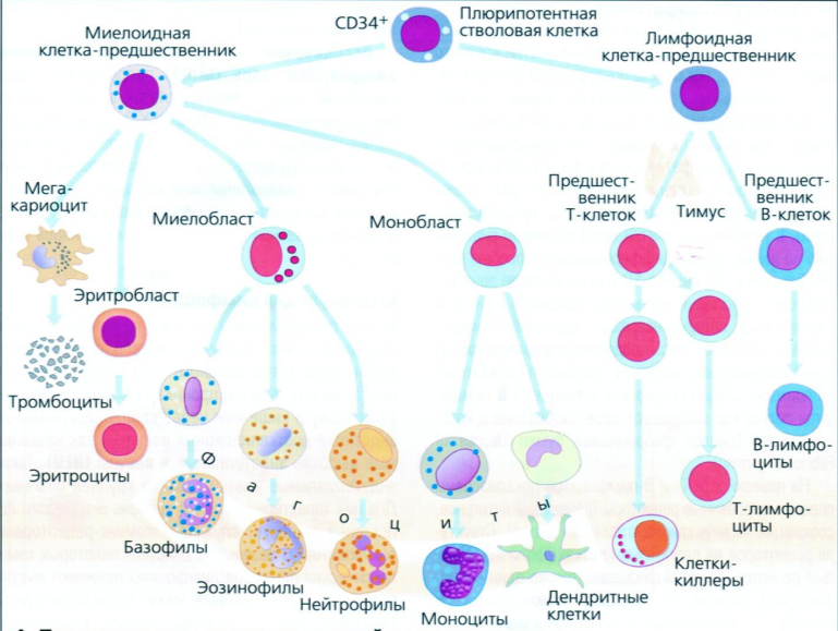 Краткая схема происхождения клеток иммунной системы